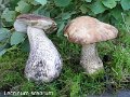 Leccinum scabrum-amf347